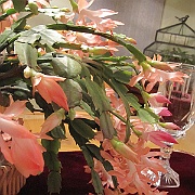 Picture 017